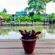 The Treehouse Nongchok