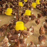 อาหารป่า/อาหารตามสั่ง ข้าวราดแกง เจ้เอก บึง-เครือ