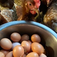 อาหารป่า/อาหารตามสั่ง ข้าวราดแกง เจ้เอก บึง-เครือ