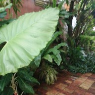 บรรยากาศ ปิ่นโต Restuarant Old town