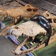 Chalawan Grill สาขาพัทยา