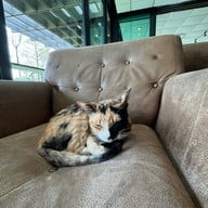 it's sara อิสระ