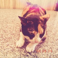 แมวตกปลา -