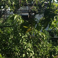 รชา ทีบาร์ (RACHA Tea Bar) - ชาไทย ชานม ปังปิ้ง ปังชีส พิซซ่า กาแฟ