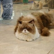 บรรยากาศ Dog'C Blog Felicita