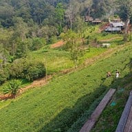 ไร่ชาลุงเดช