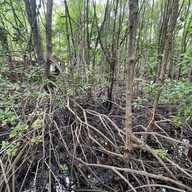 บรรยากาศ ศูนย์ศึกษาการพัฒนาอ่าวคุ้งกระเบน (ป่าชายเลน)