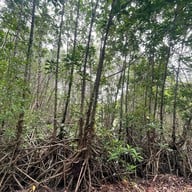 บรรยากาศ ศูนย์ศึกษาการพัฒนาอ่าวคุ้งกระเบน (ป่าชายเลน)