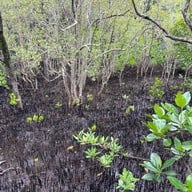 บรรยากาศ ศูนย์ศึกษาการพัฒนาอ่าวคุ้งกระเบน (ป่าชายเลน)