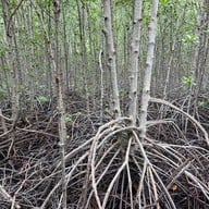 บรรยากาศ ศูนย์ศึกษาการพัฒนาอ่าวคุ้งกระเบน (ป่าชายเลน)