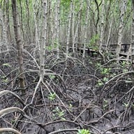 บรรยากาศ ศูนย์ศึกษาการพัฒนาอ่าวคุ้งกระเบน (ป่าชายเลน)