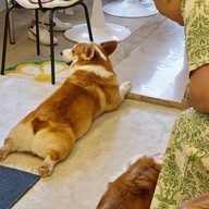 บรรยากาศ Neighbordog cafe