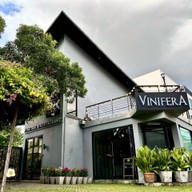 Vinifera
