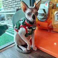 แมวตุ่มคาเฟ่