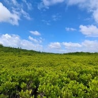 ทุ่งโปรงทอง