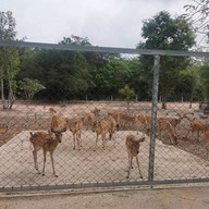 ผึ้งหลวงแคมป์กราวด์