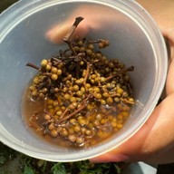 ลาบต้นข่อย