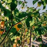 บ้านปลายดอย ดอยอินทนนท์