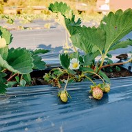 บ้านปลายดอย ดอยอินทนนท์