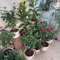 เฟิร์สเดทฟาร์ม The Circle Ratchaphruek