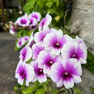 ภพ The Riverside Cafe