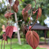 ภพ The Riverside Cafe