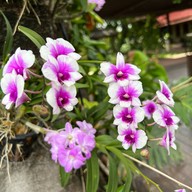 ภพ The Riverside Cafe