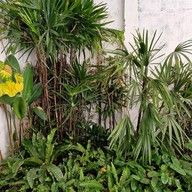 บรรยากาศ BIGBOSS  Work Green Brunch BIGBOSS  Work Green Brunch