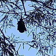 วัดโพธิ์บางคล้า