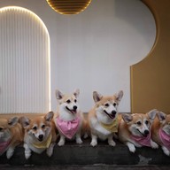 บรรยากาศ Corgi in the Garden