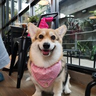 บรรยากาศ Corgi in the Garden