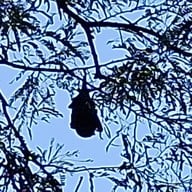 วัดโพธิ์บางคล้า