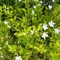 CHANN Terrace (จันเทอเรสซ์) CHANN Terrace