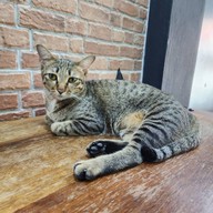 Koi Cafe Donmuang หมู่บ้านธนินทร