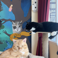 บรรยากาศ Katze Cafe คัทเซ่อะ คาเฟ่