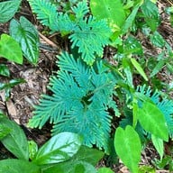 น้ำตกตาดเหมย