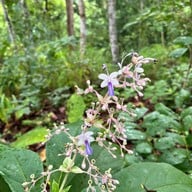 น้ำตกตาดเหมย