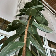 D'Duck ดีดั๊ก