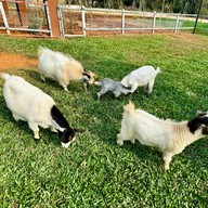 บรรยากาศ Triple T Farm Cafe