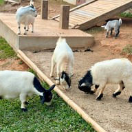 บรรยากาศ Triple T Farm Cafe