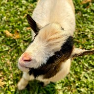 บรรยากาศ Triple T Farm Cafe