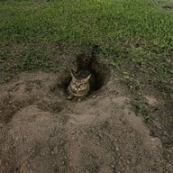 นภานาวี