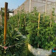 บรรยากาศ Ozone Farm