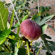 บรรยากาศ Ozone Farm