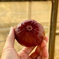 บรรยากาศ Ozone Farm