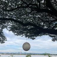The TREE CAFE