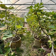 บรรยากาศ Ozone Farm