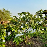 บรรยากาศ Ozone Farm