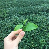 ไร่ชาฉุยฟง แม่จัน เชียงราย