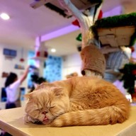 บรรยากาศ Caturday cat cafe